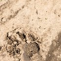 ZMB EAS SouthLuangwa 2016DEC10 WildlifeCamp 014  Found this cat print outside the door of my tent this morning. : 2016, 2016 - African Adventures, Africa, Date, December, Eastern, Mfuwe, Month, Places, South Luangwa, Trips, Wildlife Camp, Year, Zambia